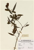 藏品(五月茶屬)的圖片